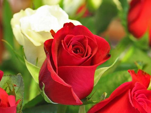 wallpaper rose flower. Beautiful-Red-Rose-Flower-